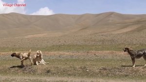 Return to the lifestyle of 2000 Years ago | Hard life in a dangerous Cave | Afghanistan Village lif