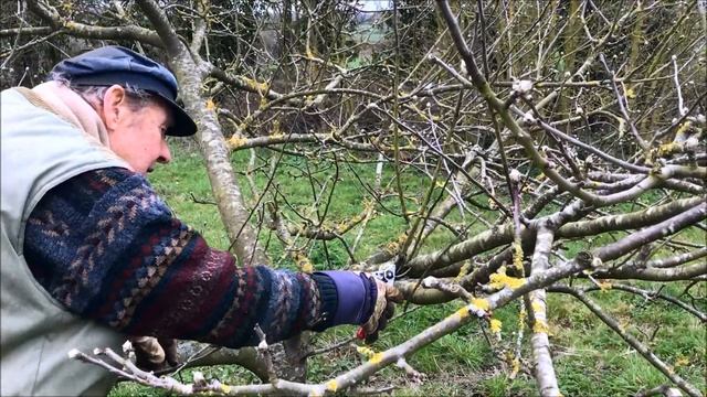 How to prune an old apple tree смотреть онлайн