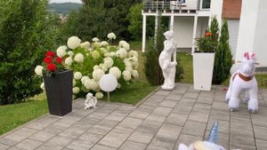 НАСТОЯЩИЙ ЕДИНОРОГ. ВИДЕО ПРО ЕДИНОРОГА . ВИДЕО ДЛЯ ДЕТЕЙ.