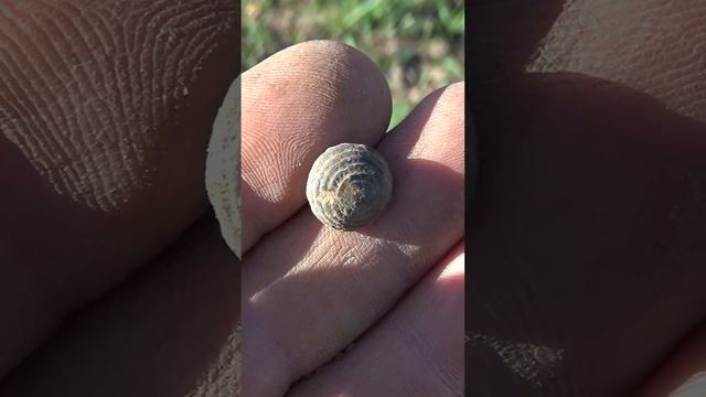 Нашли старинную вещь #shorts #metaldetecting #поисксметаллоискателем #стариннаявещь #нашли