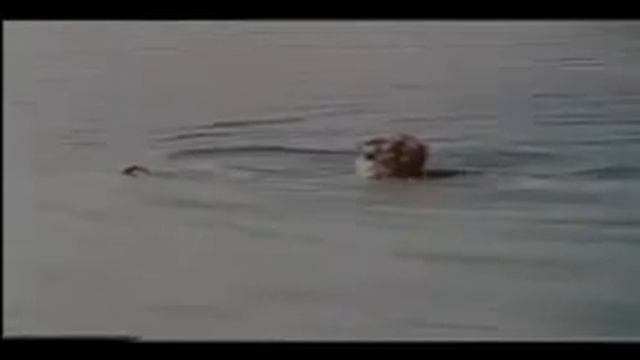 Robert Woods in The Belle Starr Story смотреть онлайн