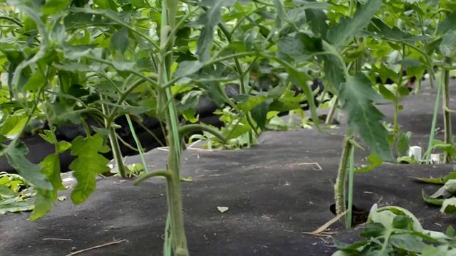 Первая обрезка первая корневая подкормка томатов
