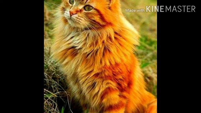 Cadillac без мата