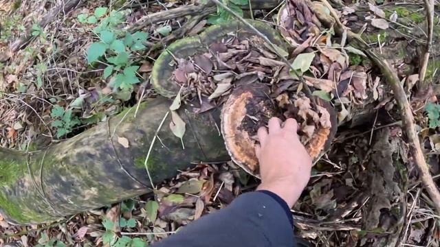 ОТец ищет грибы 14 октября