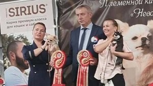 20.10.2024, СПб. Клуб "НЕВСКИЙ ДЕБЮТ". Монопородная выставка ЧИХУАХУА