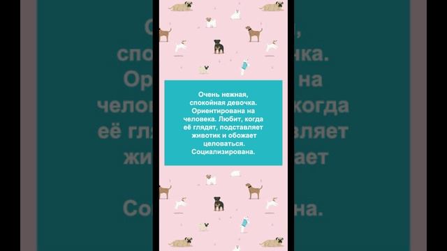 *ДОМА* Малышка Ося ищет дом.