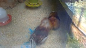 Петушиные бои