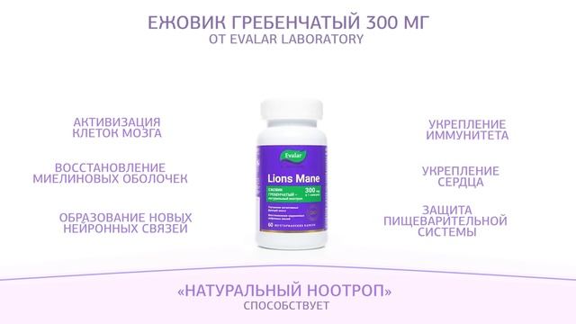 Ежовик Гребенчатый