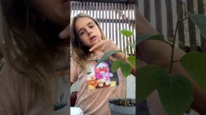 Черимойя выращивание