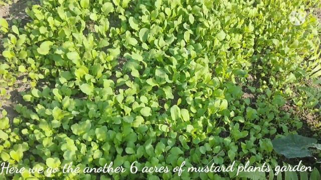Vlog-8 #Mustard seeds farming☘️#Seeds to tiny plants ❤️#myWork#MyJob#Ladyfarmer#🥰 смотреть онлайн