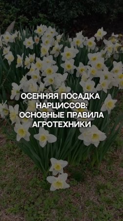 5 ОШИБОК осенней посадки нарциссов, которые нужно избегать.