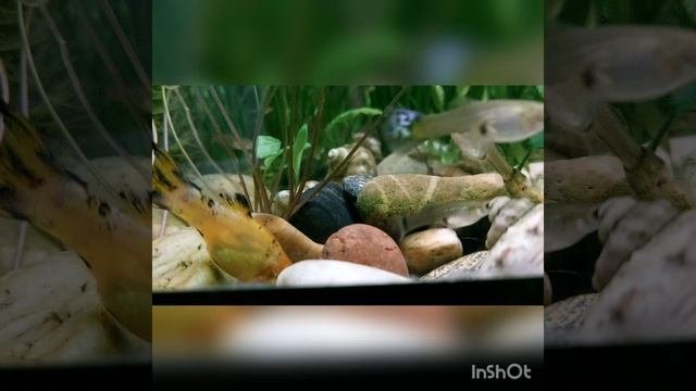 аквариум Моллинезия золотой леопард