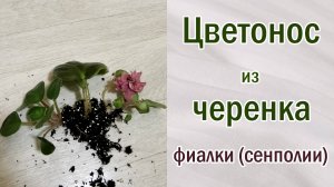 Фиалки из черенка, детки и цветонос ! Что делать? Сюрприз от черенков фиалок (сенполий).