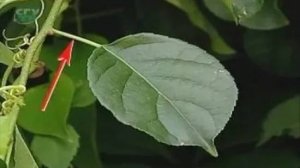 Лист. Внешнее строение листа. Общая характеристика листа