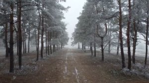 Зимний лес Волгограда 23.12.2022г.