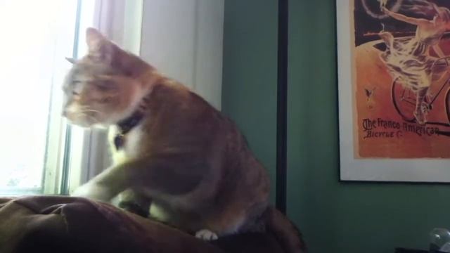 Cat Staring Out Window смотреть онлайн