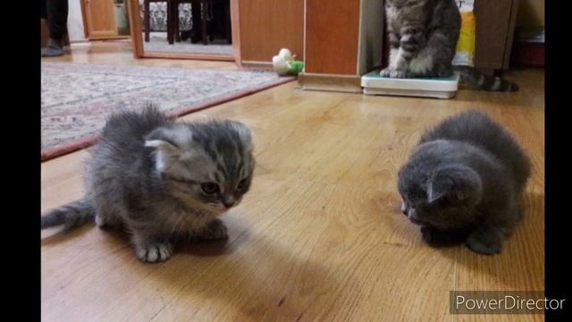 Маленькая Тесла 201820192020