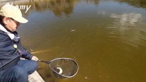 НОВИНКА! Timon Rhomy - блесна для ловли форели с неповторимым скольжением