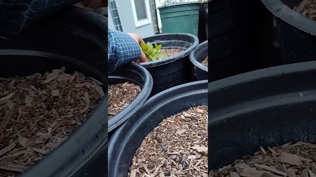 Garden update 2/26/2024: I have 46 apple trees now смотреть онлайн