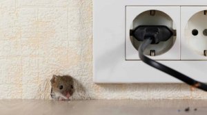 Данный звук выгонит мышей из вашего жилища!