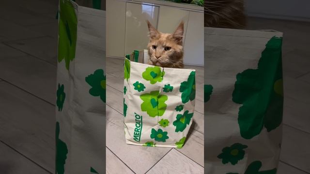 Что такое котики
