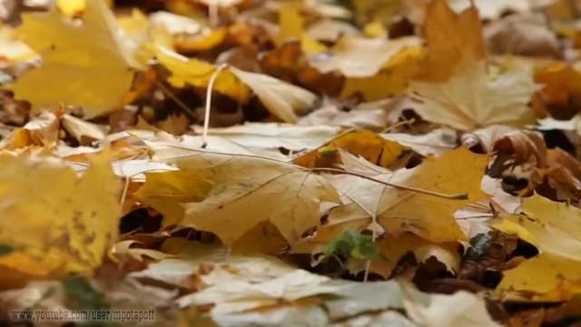 Спаси мой мир, Господь! смотреть онлайн