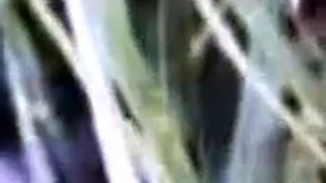 How to get cool cursors on mac 10.4 tiger. смотреть онлайн