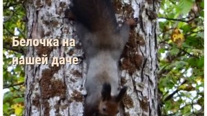 Белочка на нашей даче