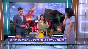 Как подготовить многолетние цветы к зиме?