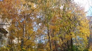 Золотая осень в Иваново. Часть 2