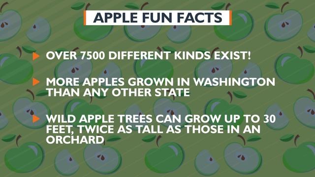 Daily Holiday - Apple Day смотреть онлайн