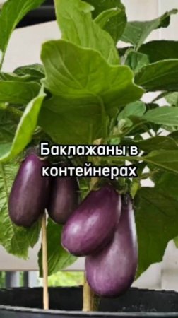 ЭТОТ компактный сорт баклажана получится вырастить у всех!