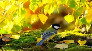 Музыкальный-клип. Видео принёс мне Волшебный Чародей. группа Мираж-Видео