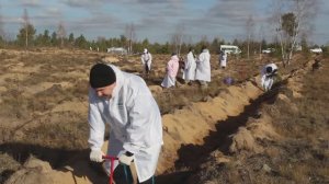 240 000 молодых деревьев этой осенью высадят в Нижегородской области работники СИБУРа