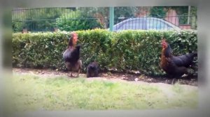 «Джуджаляри́м» (азерб. Cücələrim)кавер-версия(лето 2016)