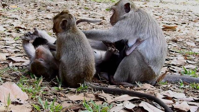 Why Monkey Sleep bad on baby and Breastfeed in Bad Wrong Position ? смотреть онлайн