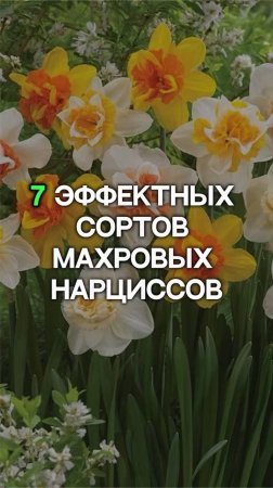 7 самых ПОПУЛЯРНЫХ сортов нарциссов!