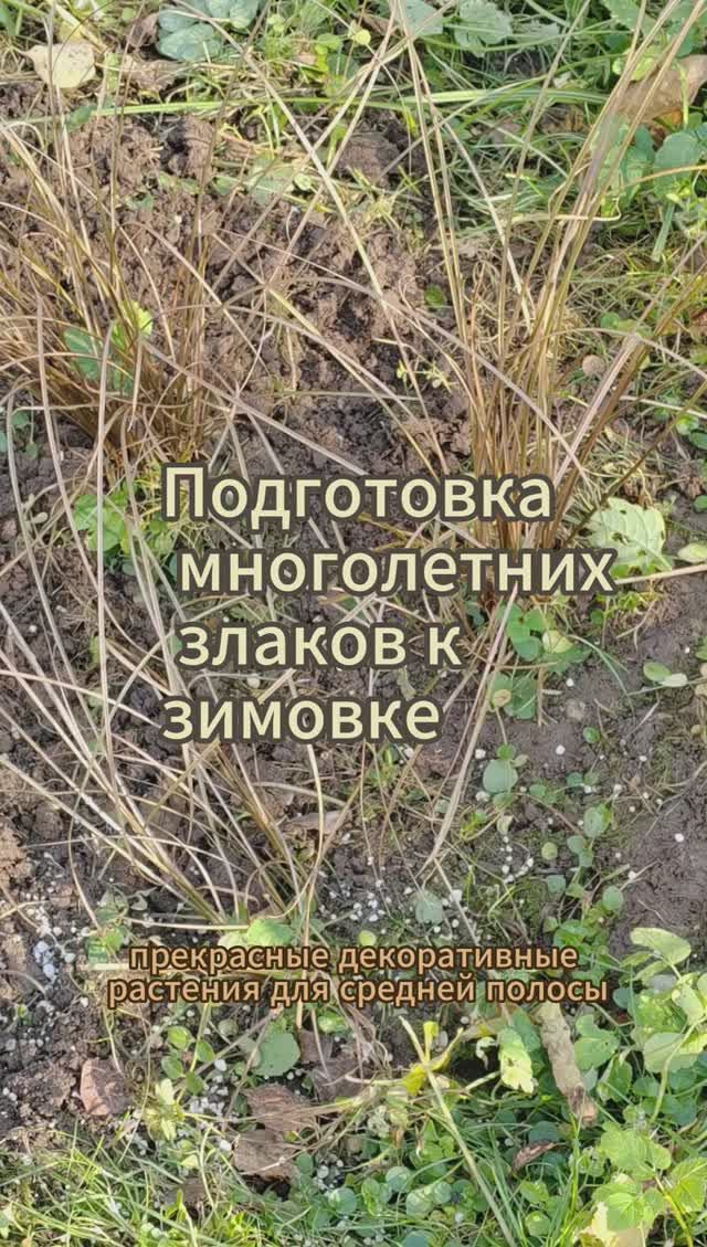 Осока: подготовка многолетних злаков к зимовке #осока #shorts