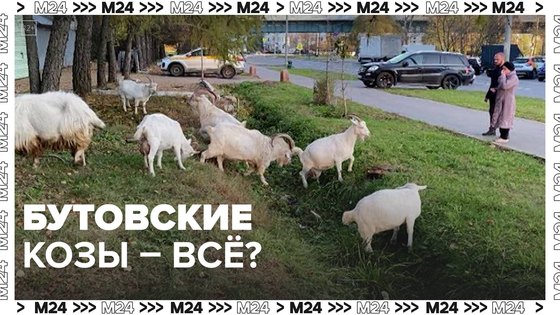 Бутовских коз запретили выгуливать — Москва24|Контент