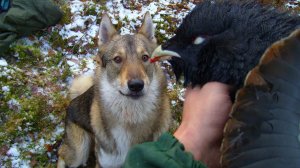 Полезные советы для ходовой охоты. Ножовка для заготовки дров в тайге.