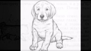 "Белый щенок ищет хозяина"