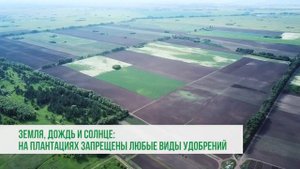 Май — основной месяц посевной кампании на Алтае