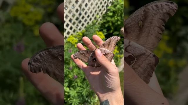Сатурния полифем (Antheraea polyphemus).