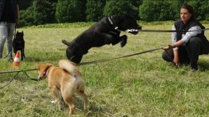 ДТ - 396. Зачетный урок для кане-корсо. Ровно, красиво, вальяжно.