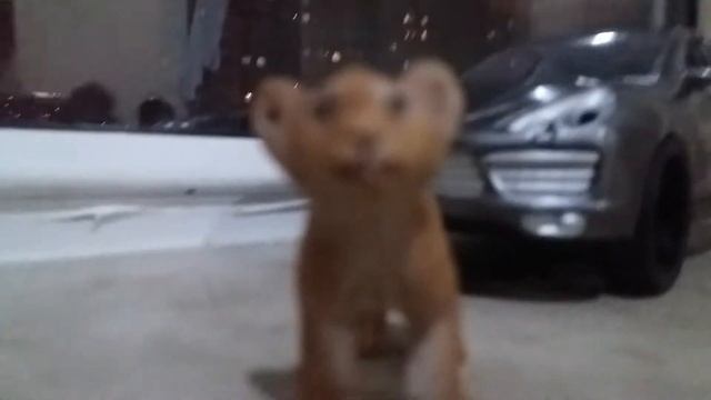 Животгые ОРИГИНАЛ Лев ягуар и львёнок смотреть онлайн