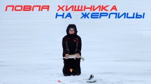 Ловля щуки на жерлицы