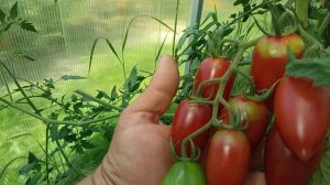 Сорт Пурпурная Фея