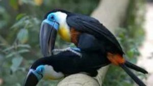 Родственники дятлов из тропических лесов Южной Америки. Туканы.