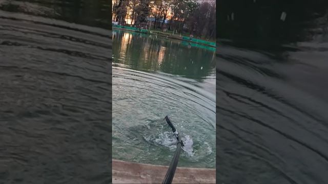 Поимка форели на ультралайт