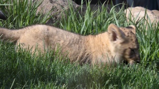African Lion Cub Makes Debut at Lincoln Park Zoo смотреть онлайн